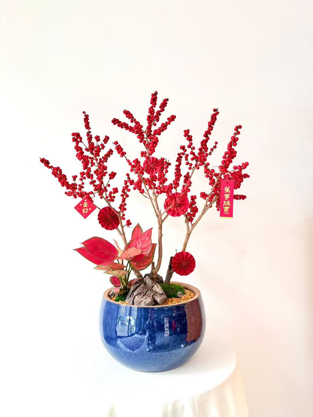 北美冬青/MXY正蓝色580