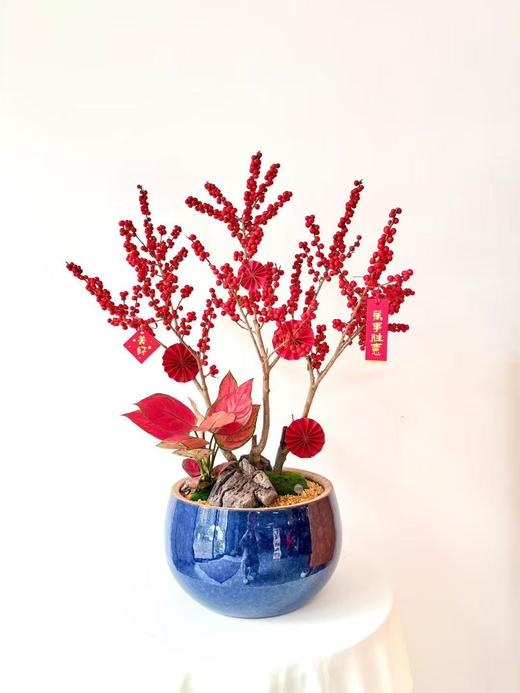 北美冬青/MXY正蓝色580 商品图0