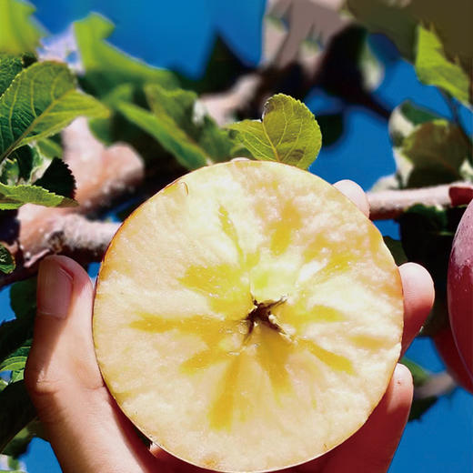 【大凉山丑苹果】 冰糖心爆甜 原滋原味 天然健康水果 5-8斤装（2.11-13停发） 商品图1