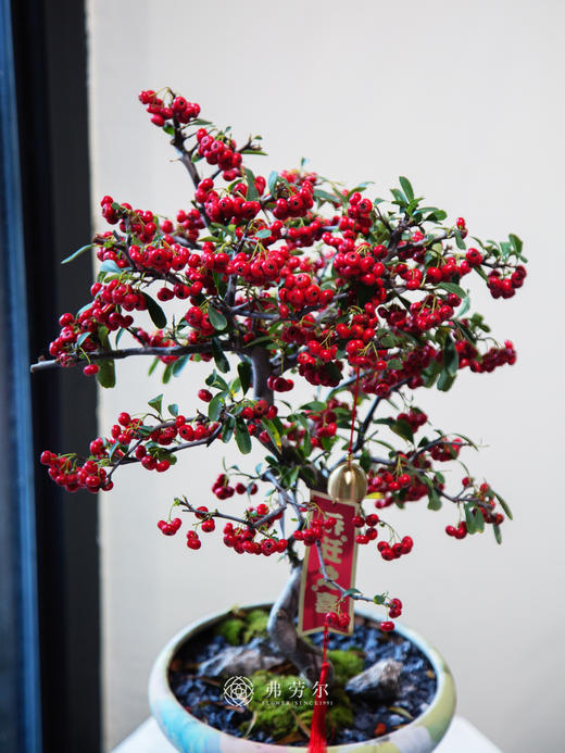 满堂红（小） 商品图1