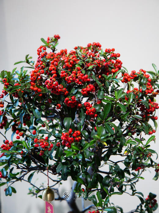 紫盆满堂红 商品图1