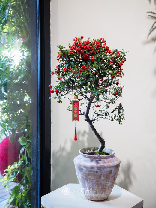 紫盆满堂红 商品图0