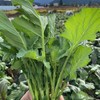 生态板蓝根油菜苔 | 绿家自产 * Eco-choy sum | Self-production 商品缩略图0