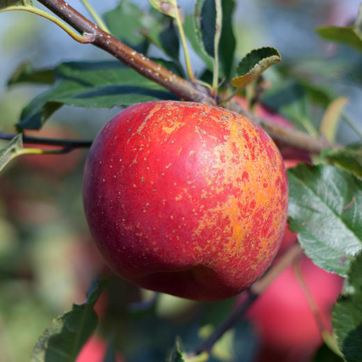 新鲜水果 四川大凉山丑苹果1件/整件净重9斤左右 商品图2