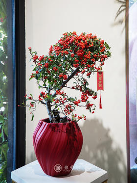 红盆满堂红