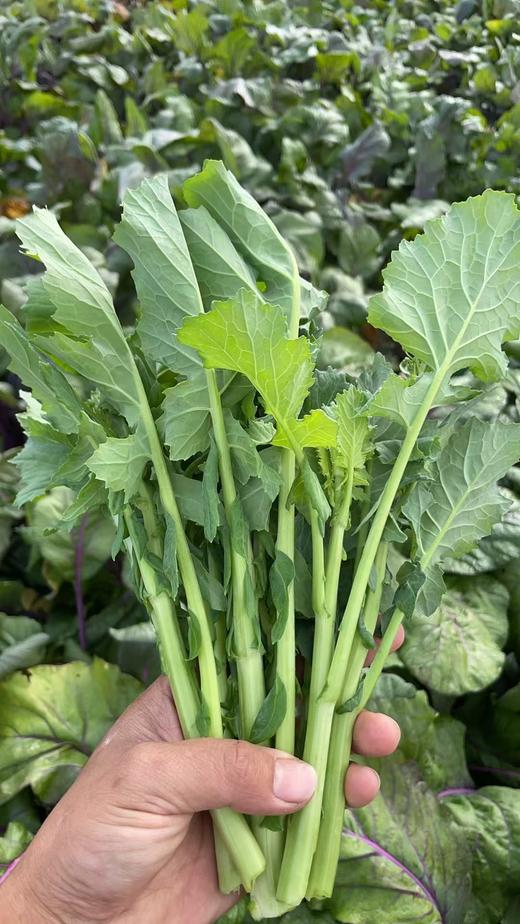 生态板蓝根油菜苔 | 绿家自产 * Eco-choy sum | Self-production 商品图1