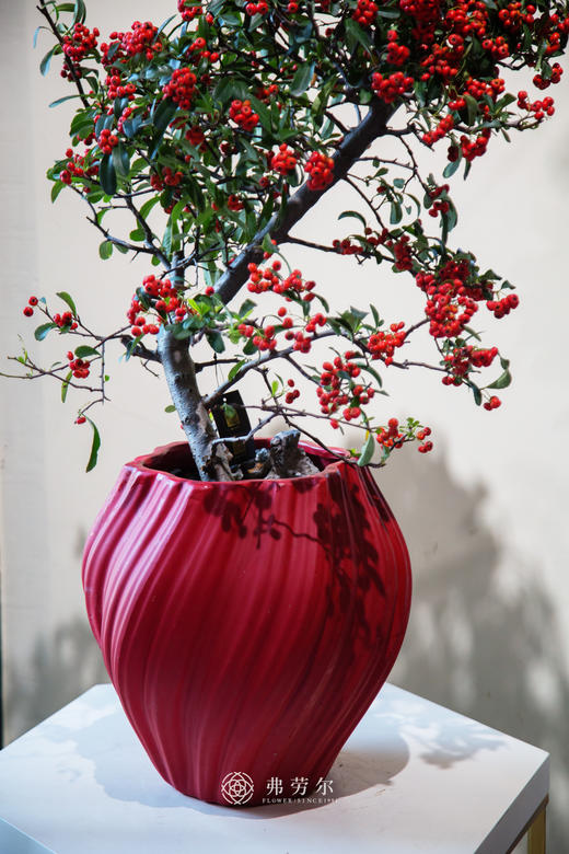 红盆满堂红 商品图2