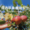 【大凉山丑苹果】 冰糖心爆甜 原滋原味 天然健康水果 5-8斤装（2.11-13停发） 商品缩略图0
