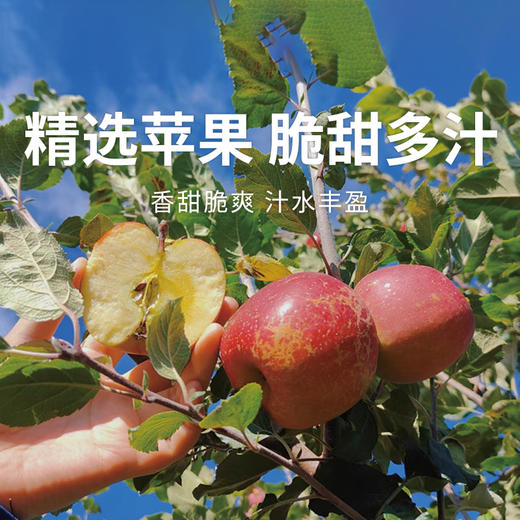 【大凉山丑苹果】 冰糖心爆甜 原滋原味 天然健康水果 5-8斤装（2.11-13停发） 商品图0