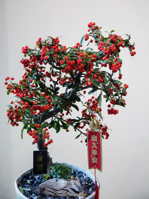 满堂红（小） 商品图1