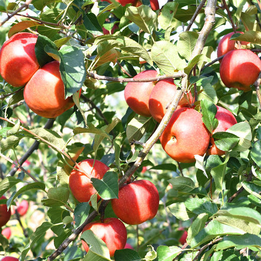 新鲜水果 四川大凉山丑苹果1件/整件净重9斤左右 商品图1