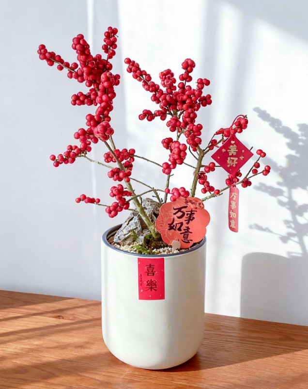 北美冬青/MXY白直268早鸟