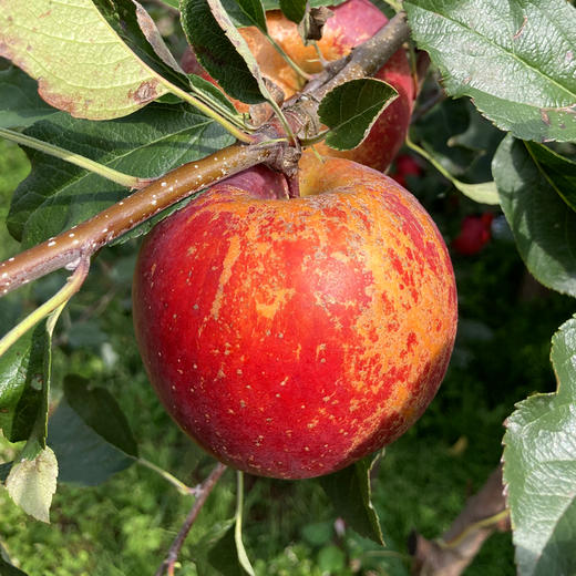 新鲜水果 四川大凉山丑苹果1件/整件净重9斤左右 商品图3