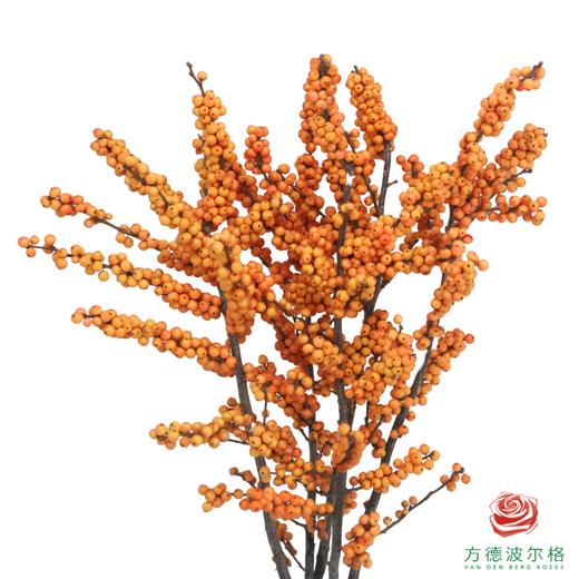 新桉冬青AA 60cm 5枝一扎 商品图0