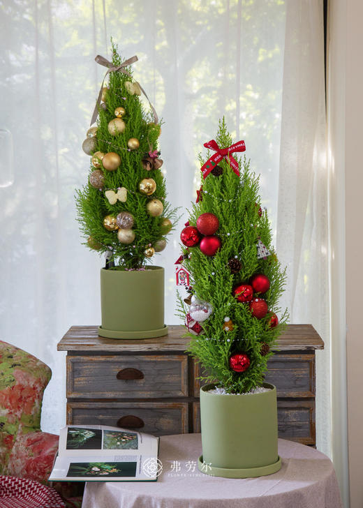 香松圣诞树 商品图5