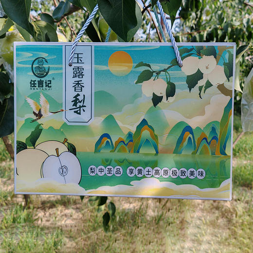 【玉露香梨】圆润饱满 皮薄肉脆 汁多渣少 清甜的“西域甘露” 六枚（5-6斤装）（2.7-2.26停发） 商品图6