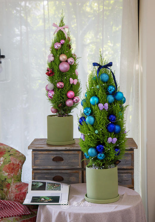 香松圣诞树 商品图3