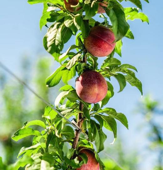 澳洲维多利亚洲公主水蜜桃 商品图1