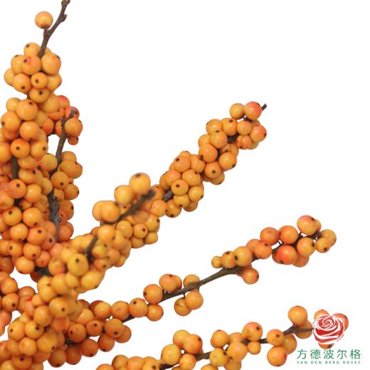 新桉冬青AA 60cm 5枝一扎 商品图1