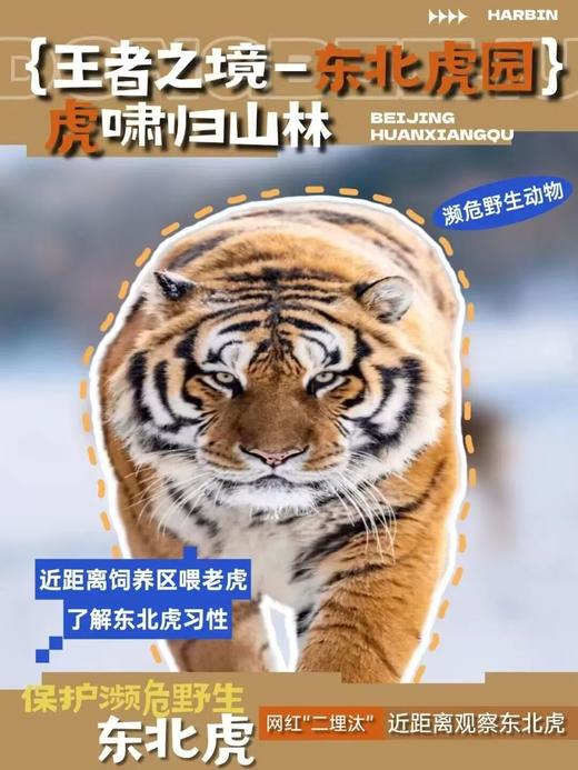 【2026冬令营 | 5天4晚】奇幻冰城·哈尔滨：勇闯冰雪大世界，访哈工大硬核科技，趣味冰钓，观东北虎，感受尔滨的奇幻与美好 商品图4