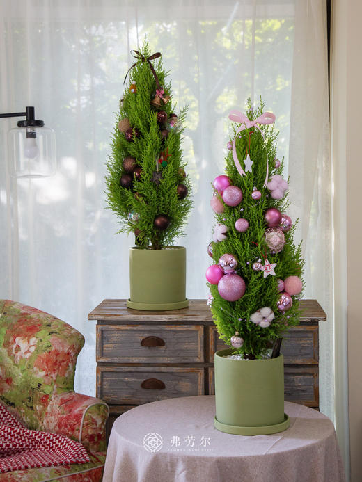 香松圣诞树 商品图4