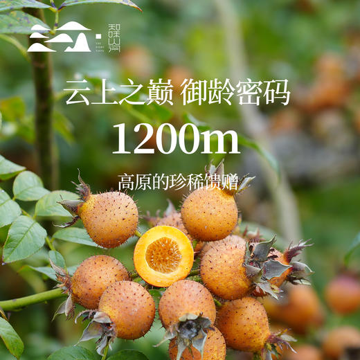 知味山河金刺梨汁100%原汁原液贵州天然VC王秋冬饮品送礼 商品图4