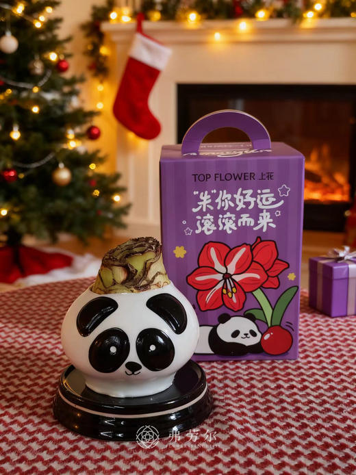 Q萌卡通朱顶红 商品图5