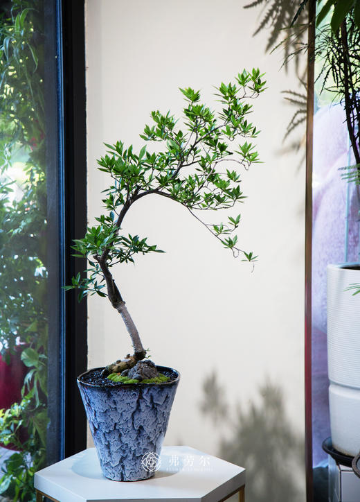 海岛栀子花 商品图3