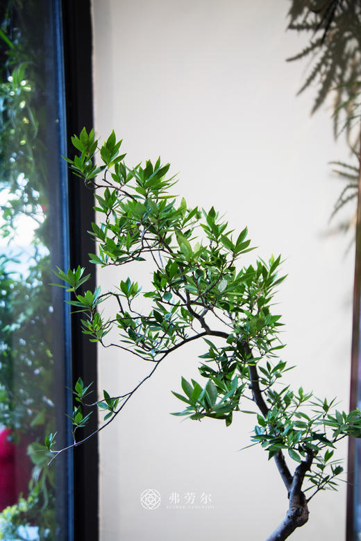 海岛栀子花 商品图2