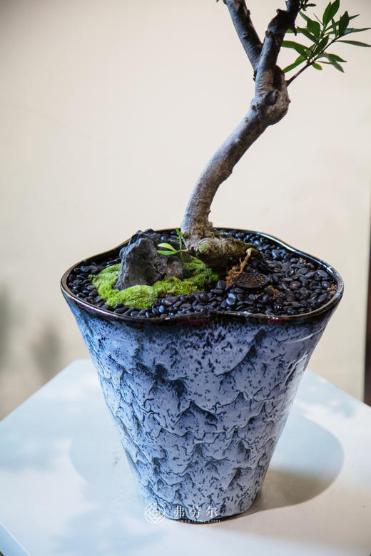 海岛栀子花 商品图1