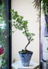 海岛栀子花 商品缩略图0