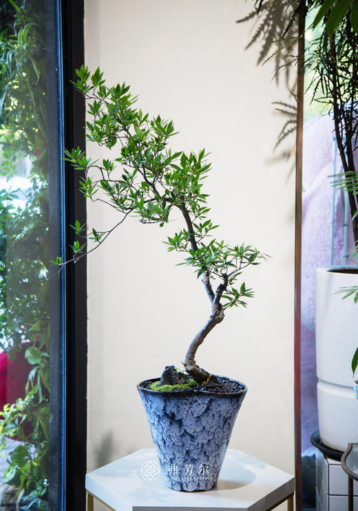 海岛栀子花 商品图0