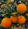 【严选】果肉细腻化渣 橙香浓郁 湖北宜昌秭归满甜新鲜采摘九月红脐橙5斤/9斤网套彩箱装（厂家直发） 商品缩略图1