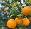 【严选】果肉细腻化渣 橙香浓郁 湖北宜昌秭归满甜新鲜采摘九月红脐橙5斤/9斤网套彩箱装（厂家直发） 商品缩略图2