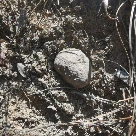 【云南永仁新鲜黑松露】2025成熟松露 鲜松露 猪拱菌 无娘果 块菌 商品图4