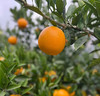 【严选】果肉细腻化渣 橙香浓郁 湖北宜昌秭归满甜新鲜采摘九月红脐橙5斤/9斤网套彩箱装（厂家直发） 商品缩略图3