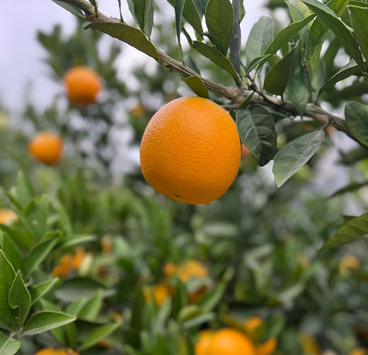 【严选】果肉细腻化渣 橙香浓郁 湖北宜昌秭归满甜新鲜采摘九月红脐橙5斤/9斤网套彩箱装（厂家直发） 商品图3