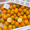 融安耘端脆蜜金柑 金桔 超好吃 商品缩略图10
