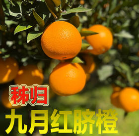 【严选】果肉细腻化渣 橙香浓郁 湖北宜昌秭归满甜新鲜采摘九月红脐橙5斤/9斤网套彩箱装（厂家直发）