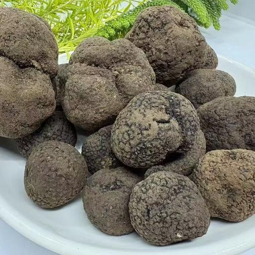 【云南永仁新鲜黑松露】2025成熟松露 鲜松露 猪拱菌 无娘果 块菌 商品图3