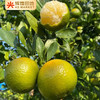 广东德庆有机皇帝柑含箱5斤装/10斤装大果（60-65mm） 商品缩略图2