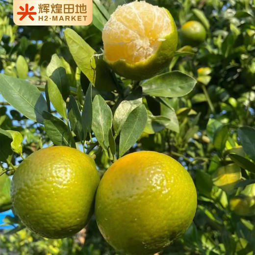 广东德庆有机皇帝柑含箱5斤装/10斤装大果（60-65mm） 商品图2