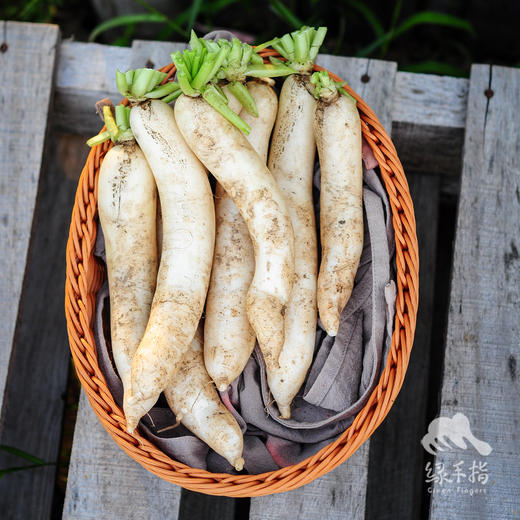 生态白萝卜（一件包邮，霜打白萝卜） | 绿家自产*ecological  white radish | Self-production 商品图4