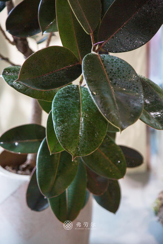 落地黑金刚 商品图1