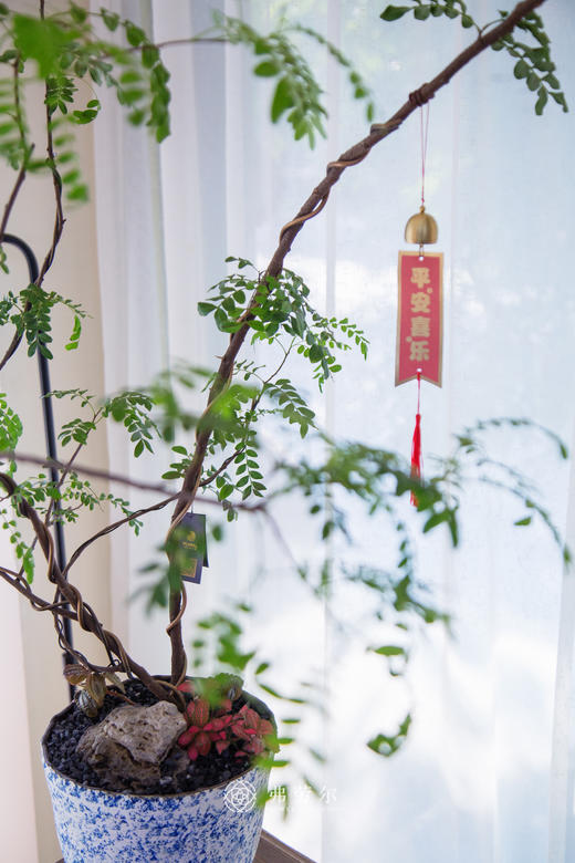 造型红芽清香木 商品图2