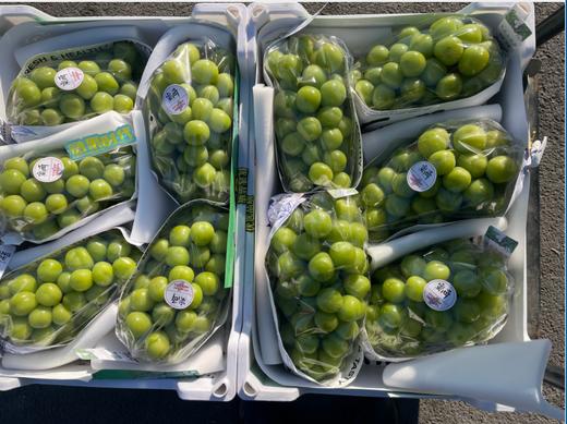 精品晴王葡萄一串 商品图0