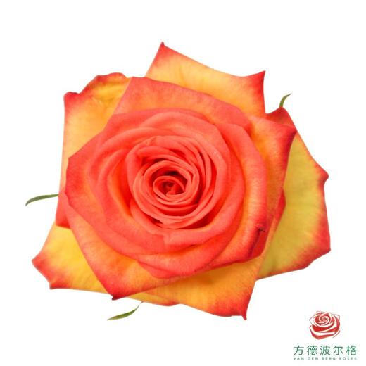 星荷单头-火狐 10枝一扎 商品图0