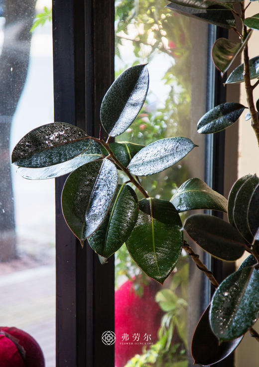 落地黑金刚 商品图2