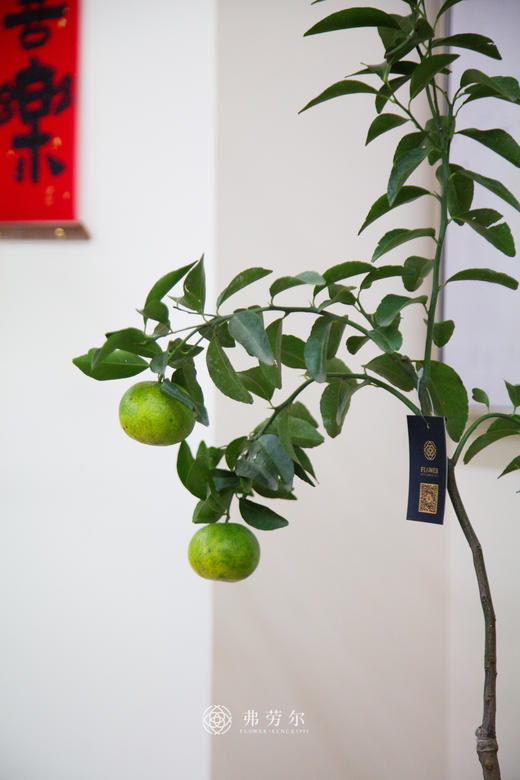 观赏桔 商品图1