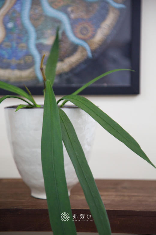 维塔领带 商品图1